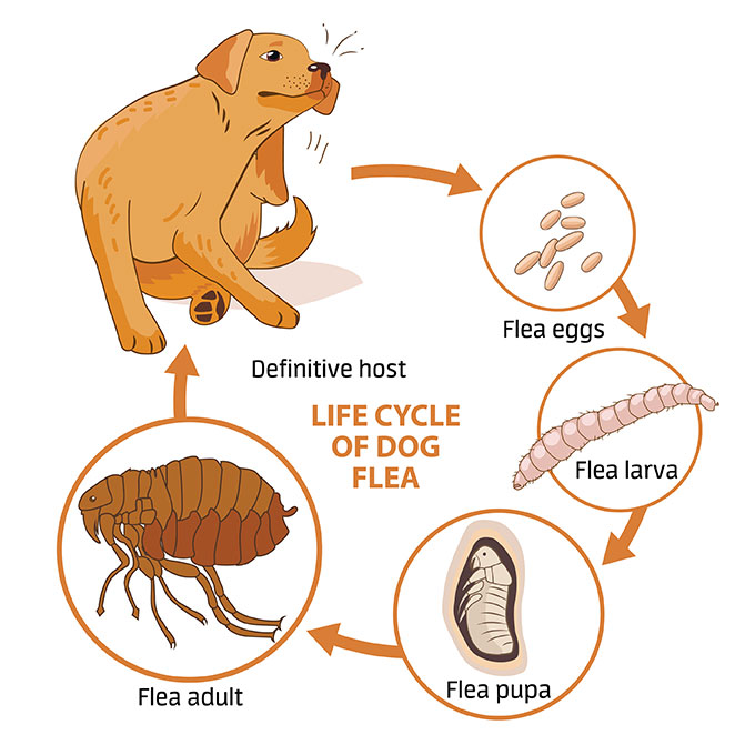 How Much Does It Cost For Pest Control For Fleas