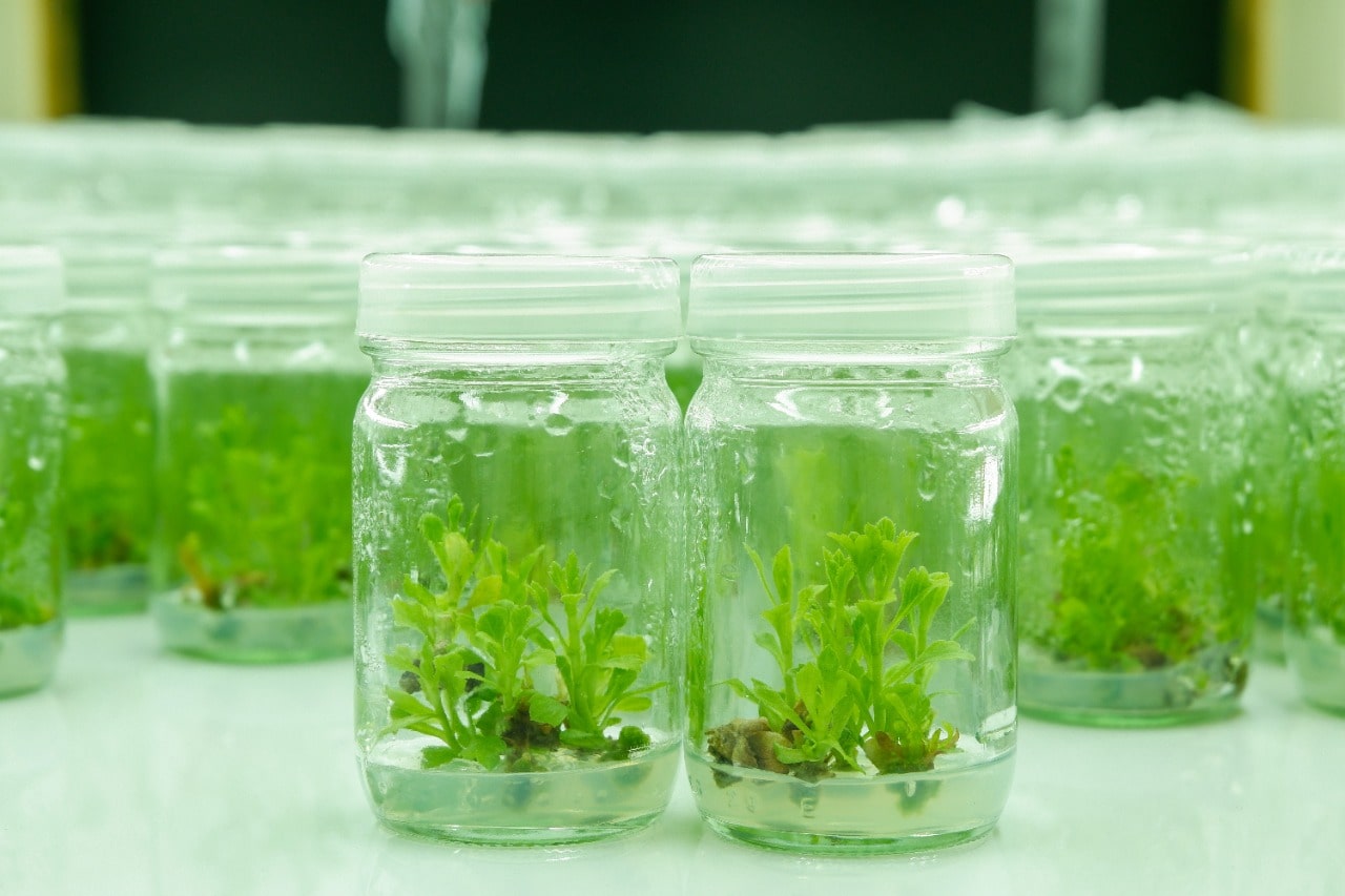 Agar Agar Plant Tissue Culture Grade Meron