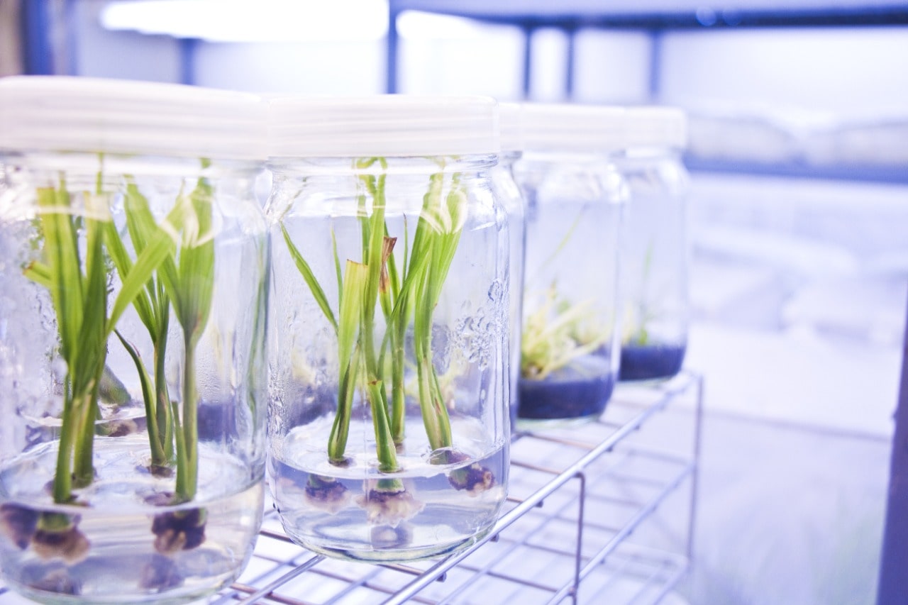 Plant Gel (Gellan Gum) Meron