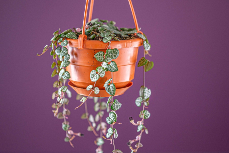 String of Hearts Copy Merrifield Garden Center