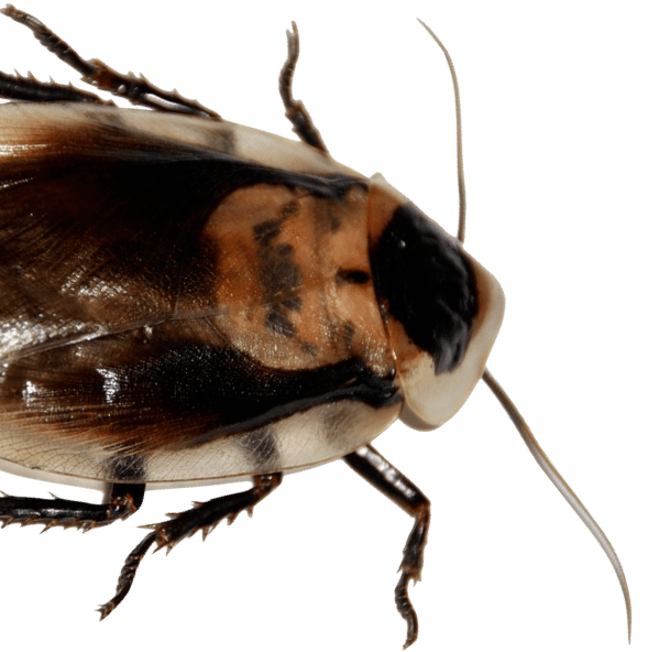 Home Merrimack Pest Control