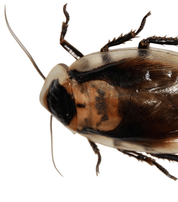 cockroach Merrimack Pest Control