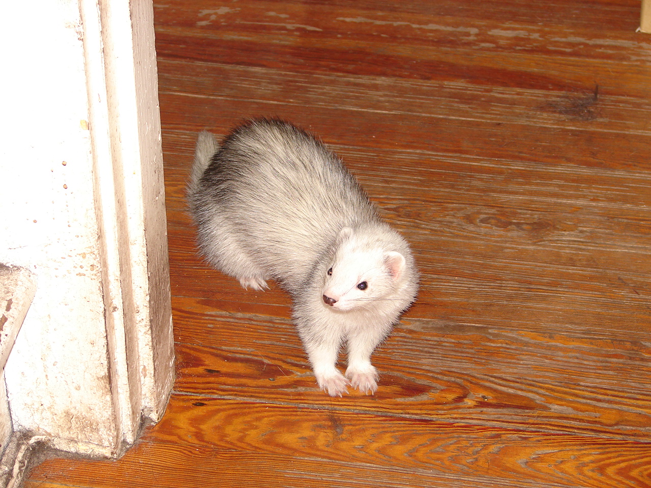 Ferret Page 1