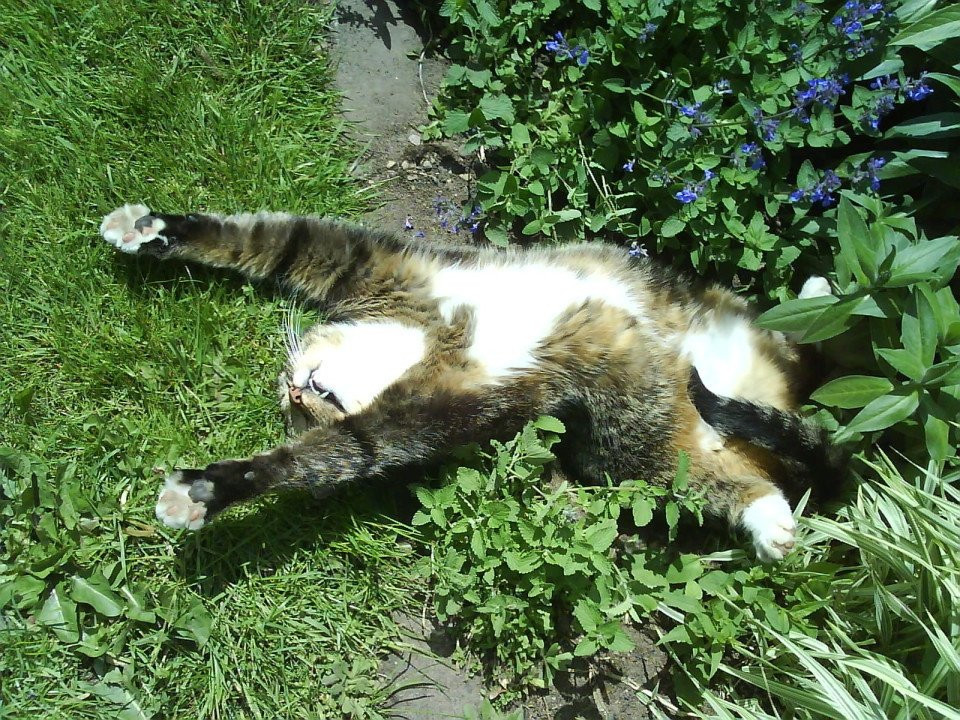 Catnip Offers Great Protection Against Mosquitoes