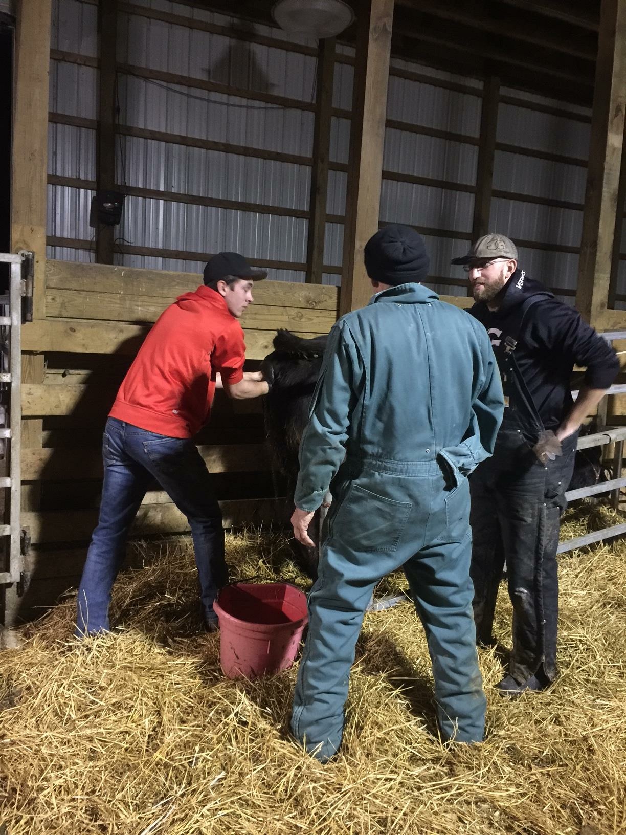 Calving Season at G & G Cattle Company Messy Kennedy