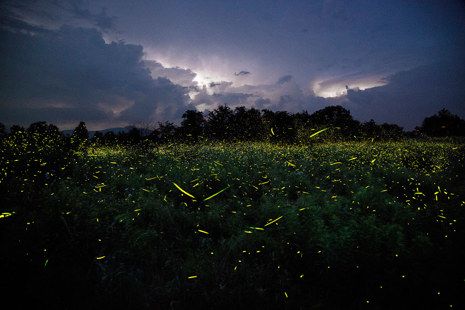 Fireflies of New York