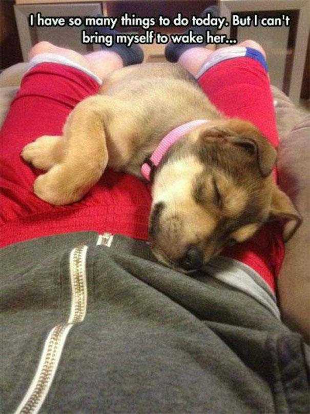 28 Photos That Only Dog Owners Can Relate To... The Last One Made Me