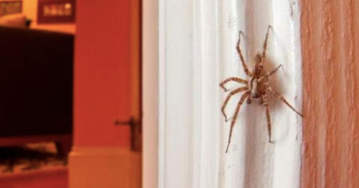Why House Spiders Are Good To Keep Around | MetaSpoon