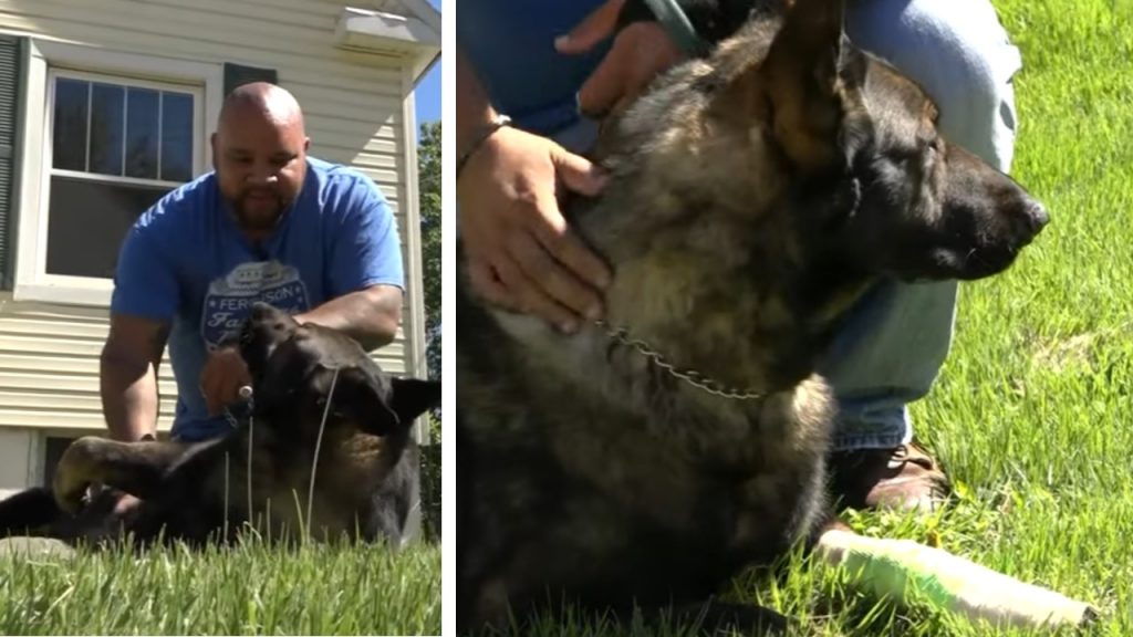 Policeman's K9 Pup Saves Neighbor From Vicious Dog Attack MetaSpoon