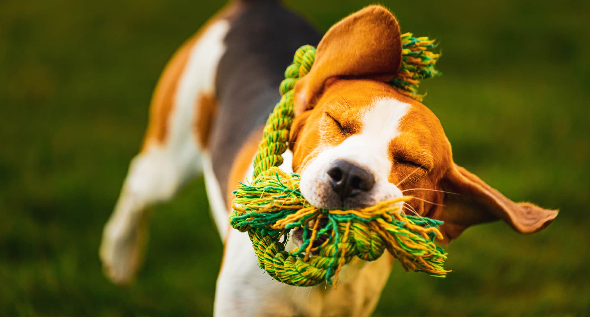 Metro Animals Fort Worth Experts in Dog Boarding, Dog