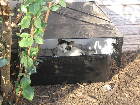 Metro Ferals adopt rescued kittens washington dc, rescued kittens