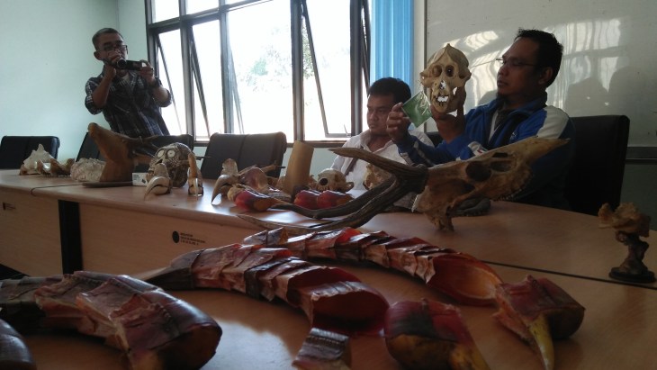 Sejumlah tengkorak hewan langka yang berhasil diamankan BKSDA Kaltim.