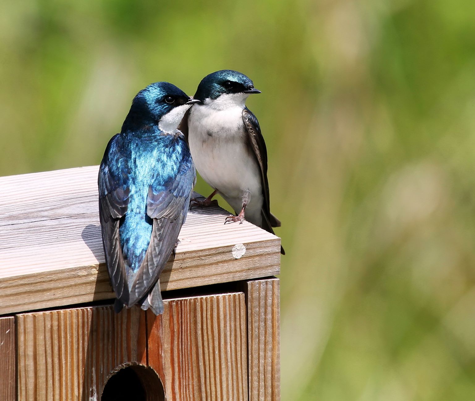 Tree Swallow Nest