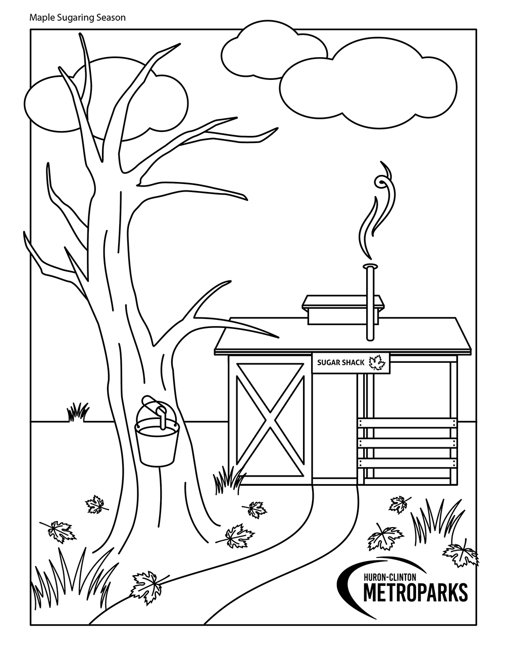 Sugar Maple Tree Coloring Sheet