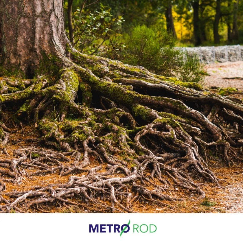Tree Root Cutting How and Why? Metro Rod