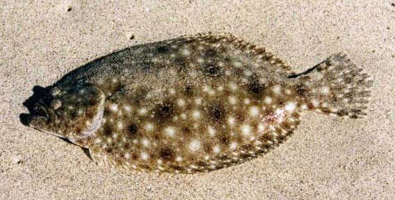 Gulf Sand Dab fish pictures and species identification