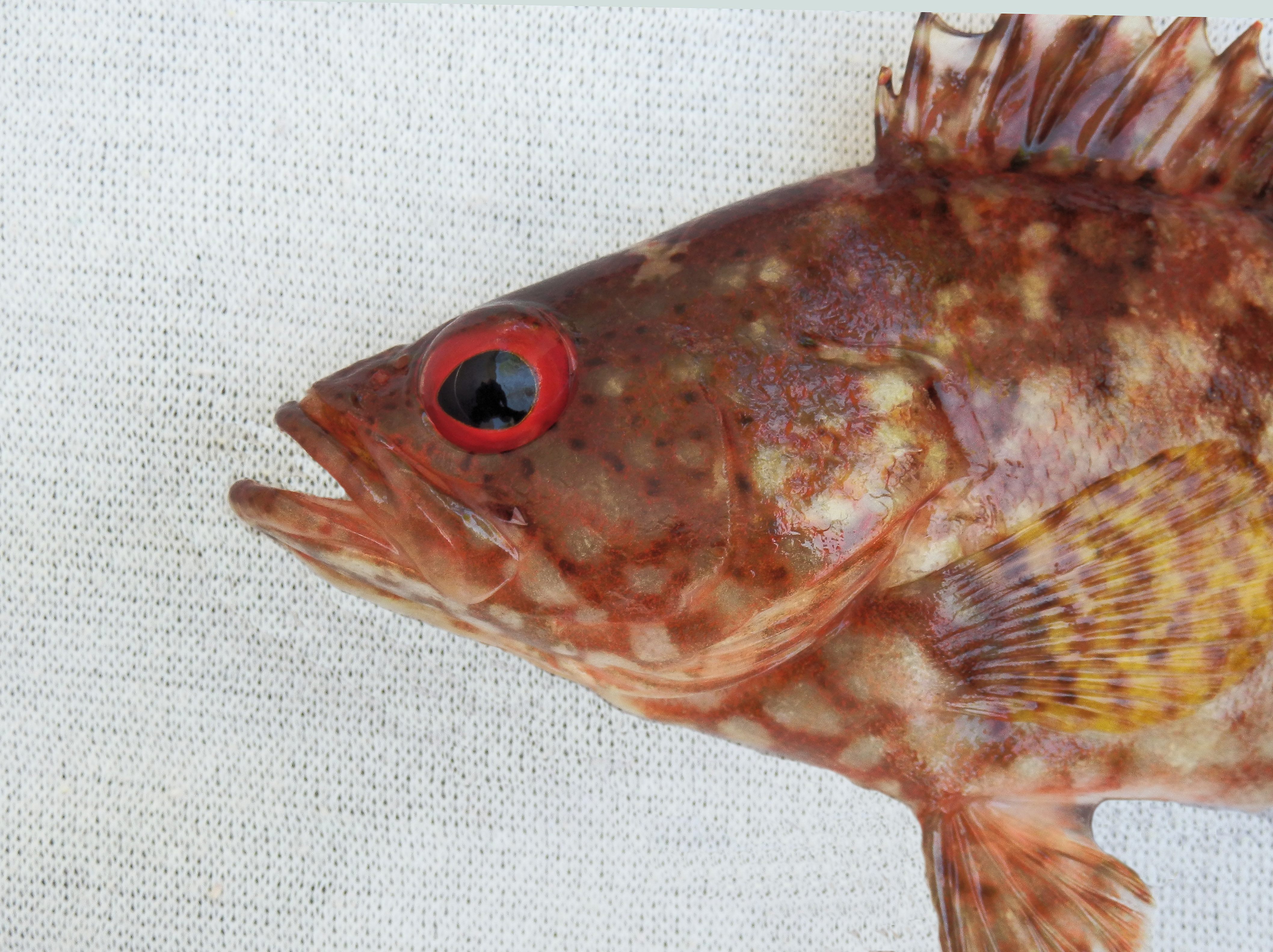 Pacific Mutton Hamlet Mexico Fish, Birds, Crabs, Marine Life