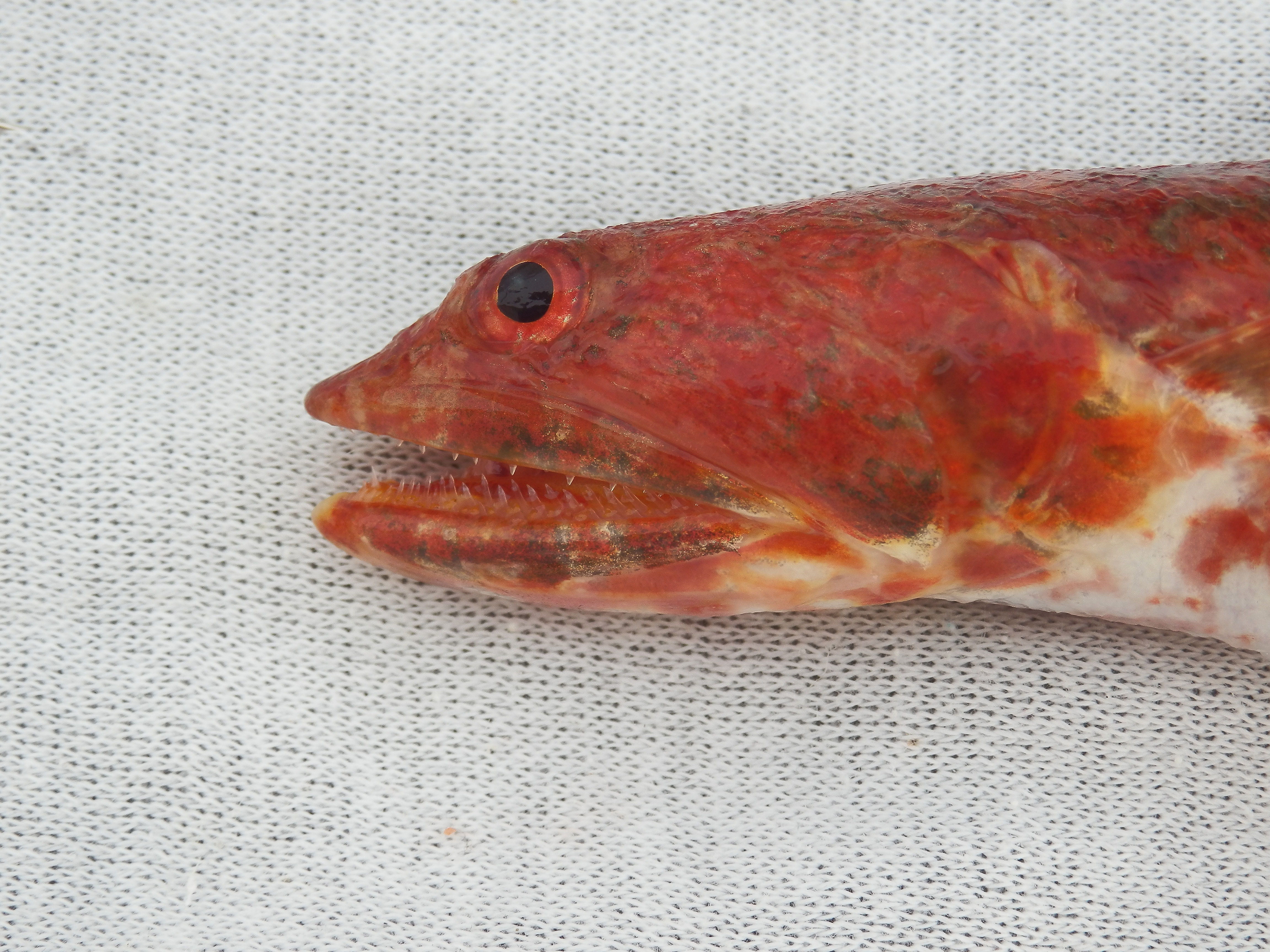 Calico Lizardfish Mexico Fish, Marine Life, Birds and Terrestrial Life