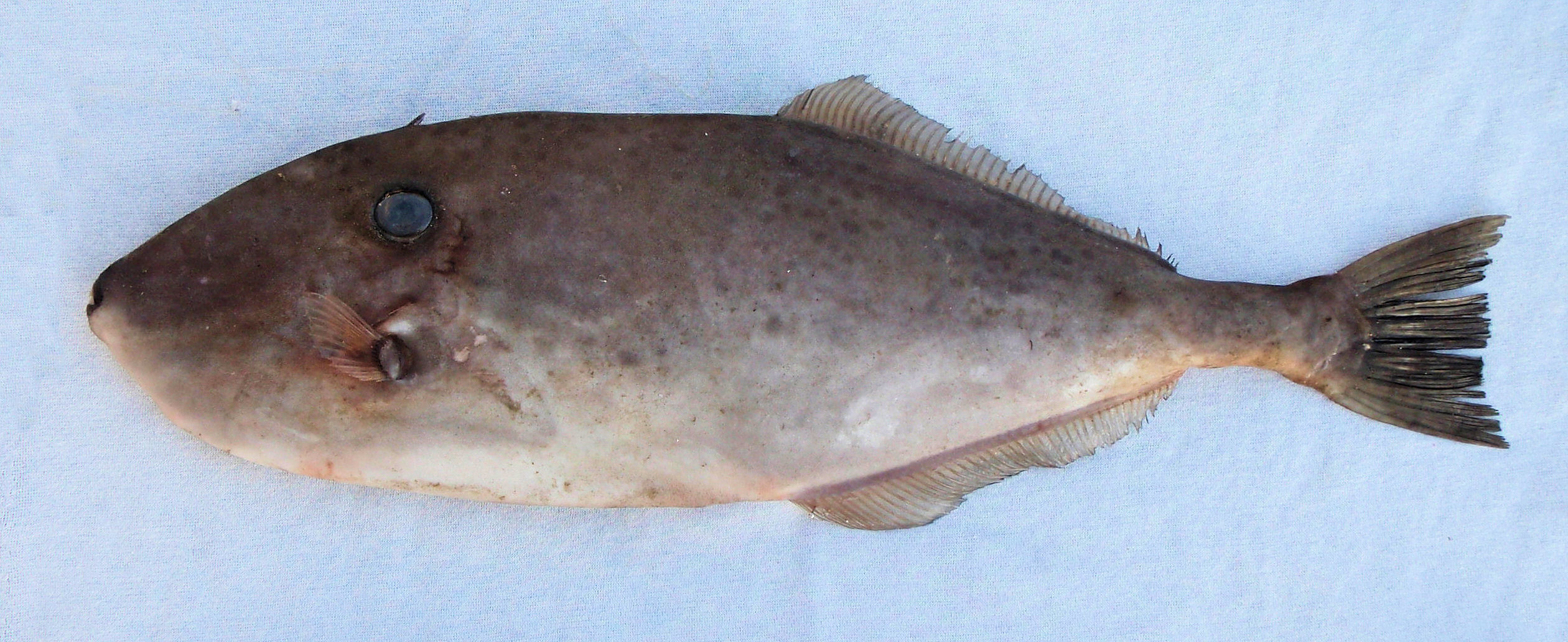 Unicorn Filefish Mexico Fish, Marine Life, Birds and Terrestrial Life