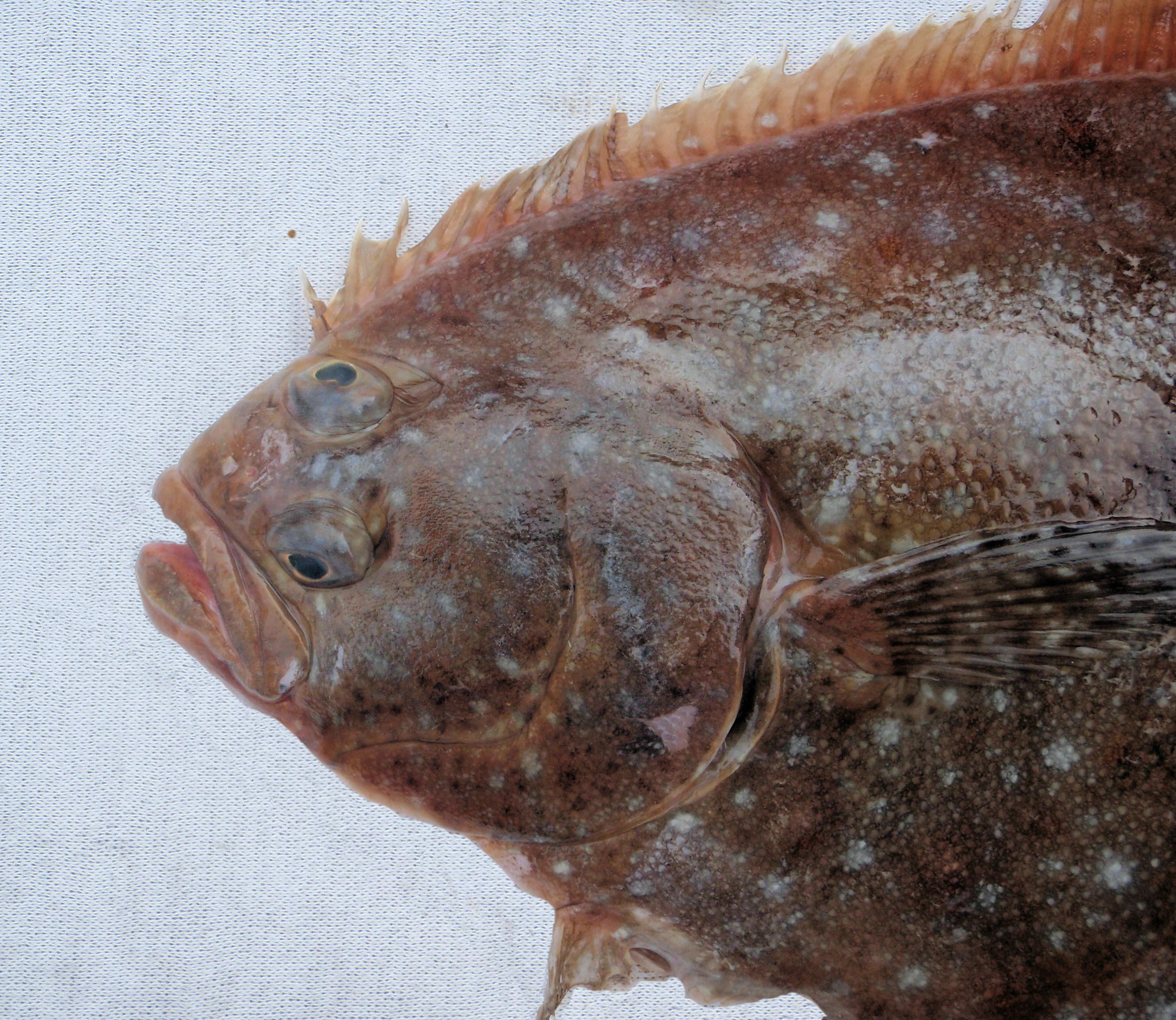 Fantail Sole Mexico Fish, Birds, Crabs, Marine Life, Shells and Terrestrial Life