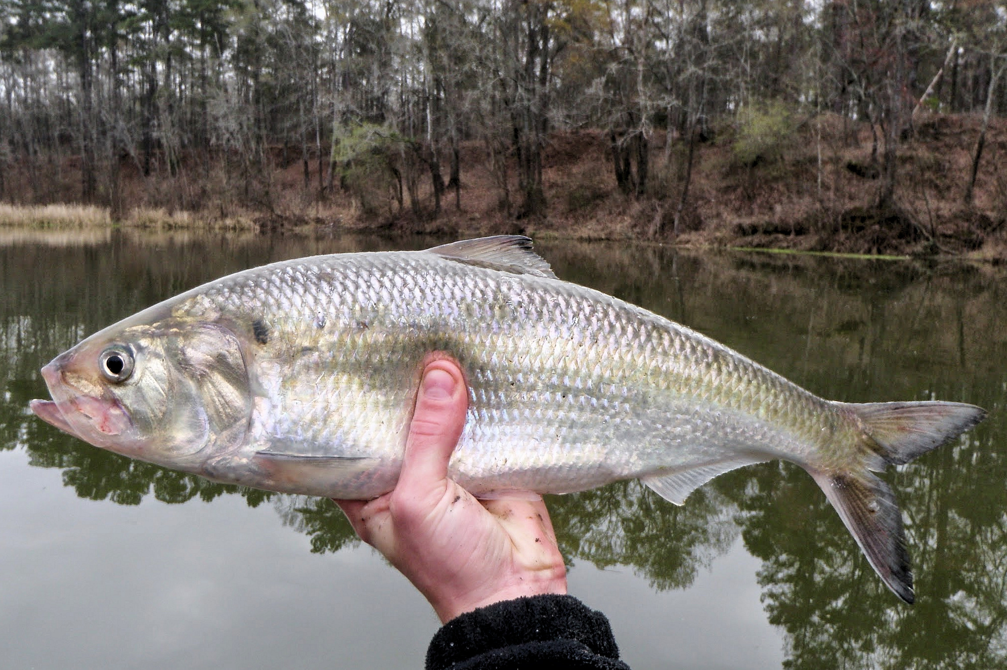 American Shad Mexico Fish, Marine Life, Birds and Terrestrial Life