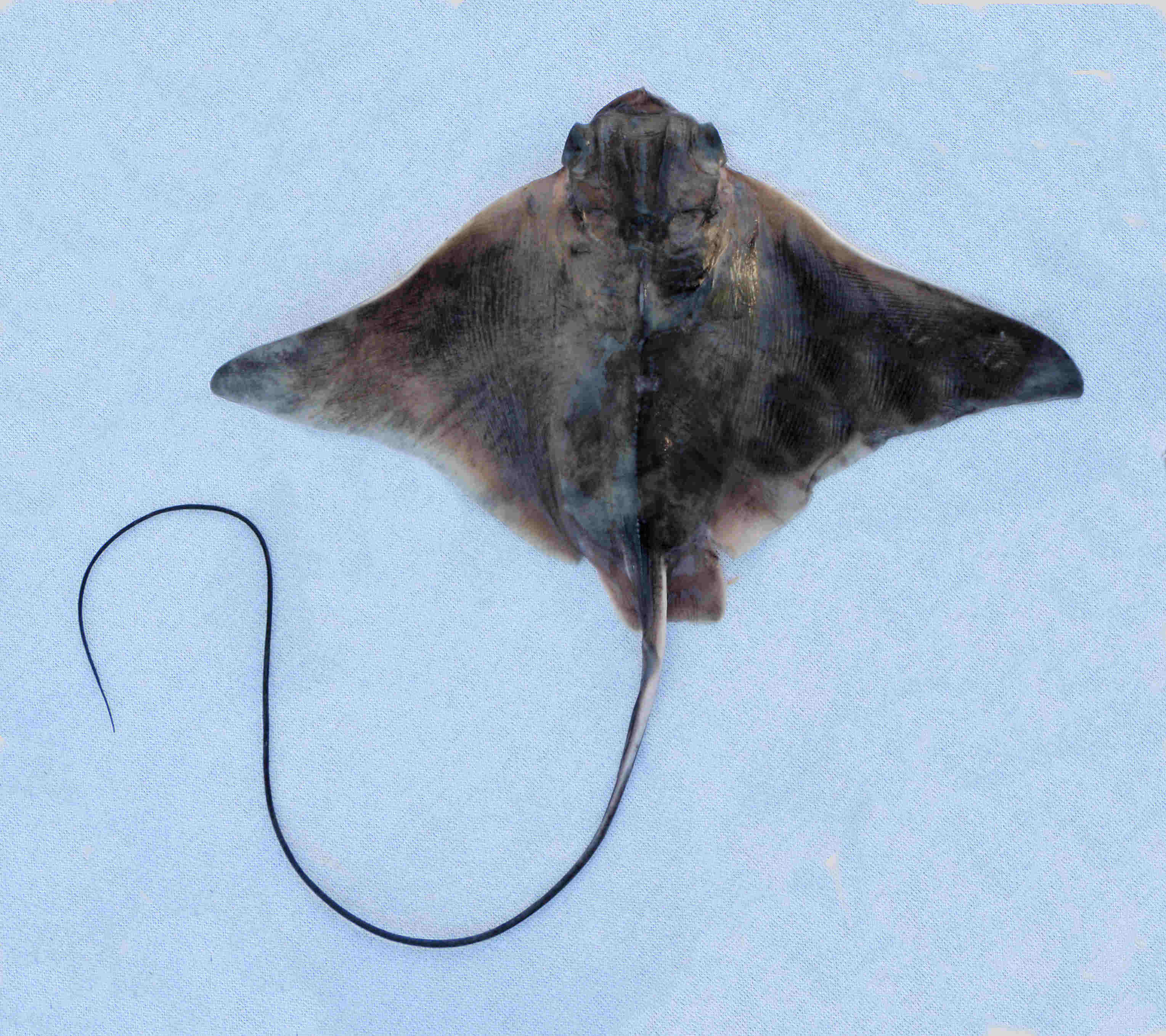 Bat Ray Mexico Fish, Birds, Crabs, Marine Life, Shells and