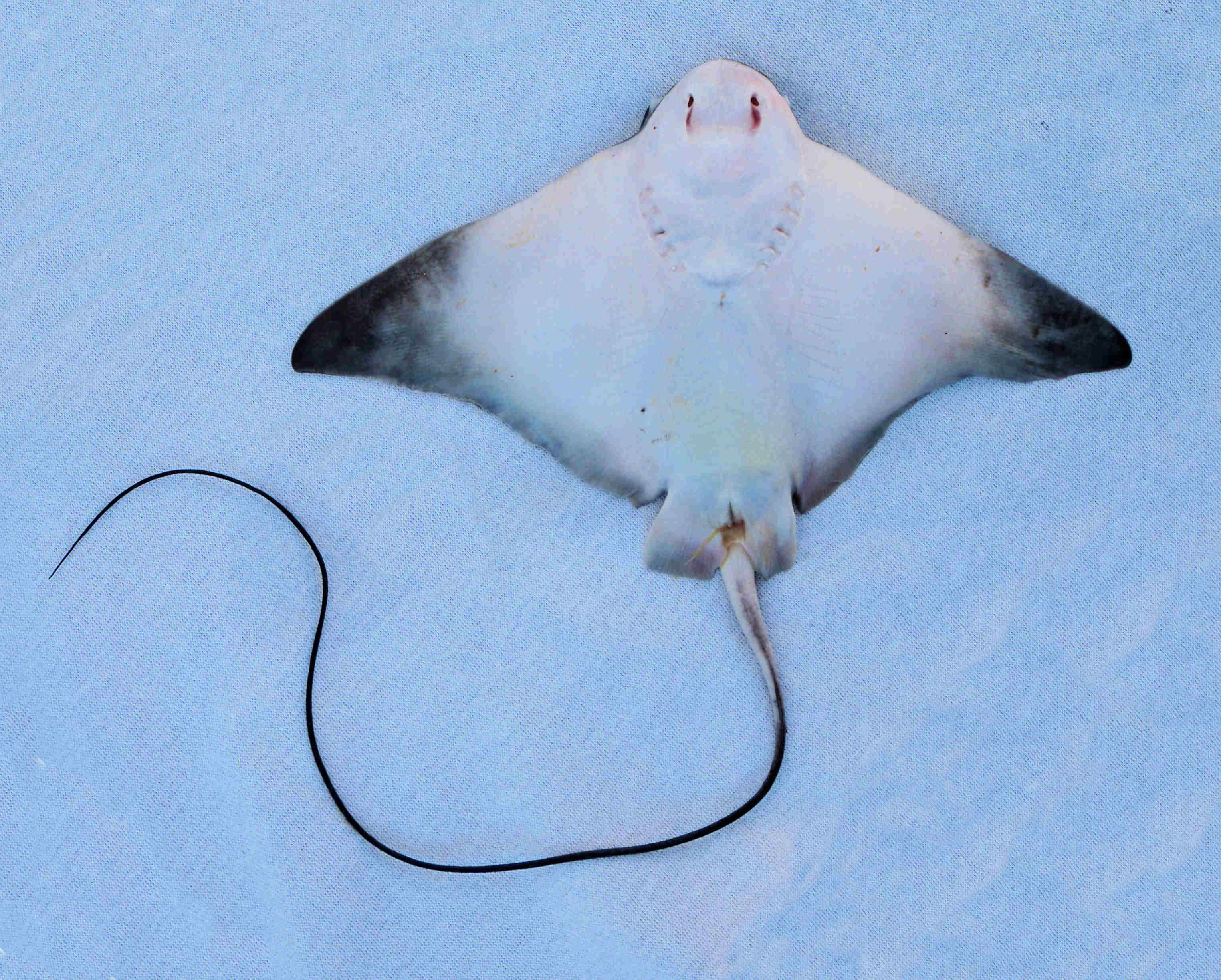 Bat Ray Mexico Fish, Birds, Crabs, Marine Life, Shells and