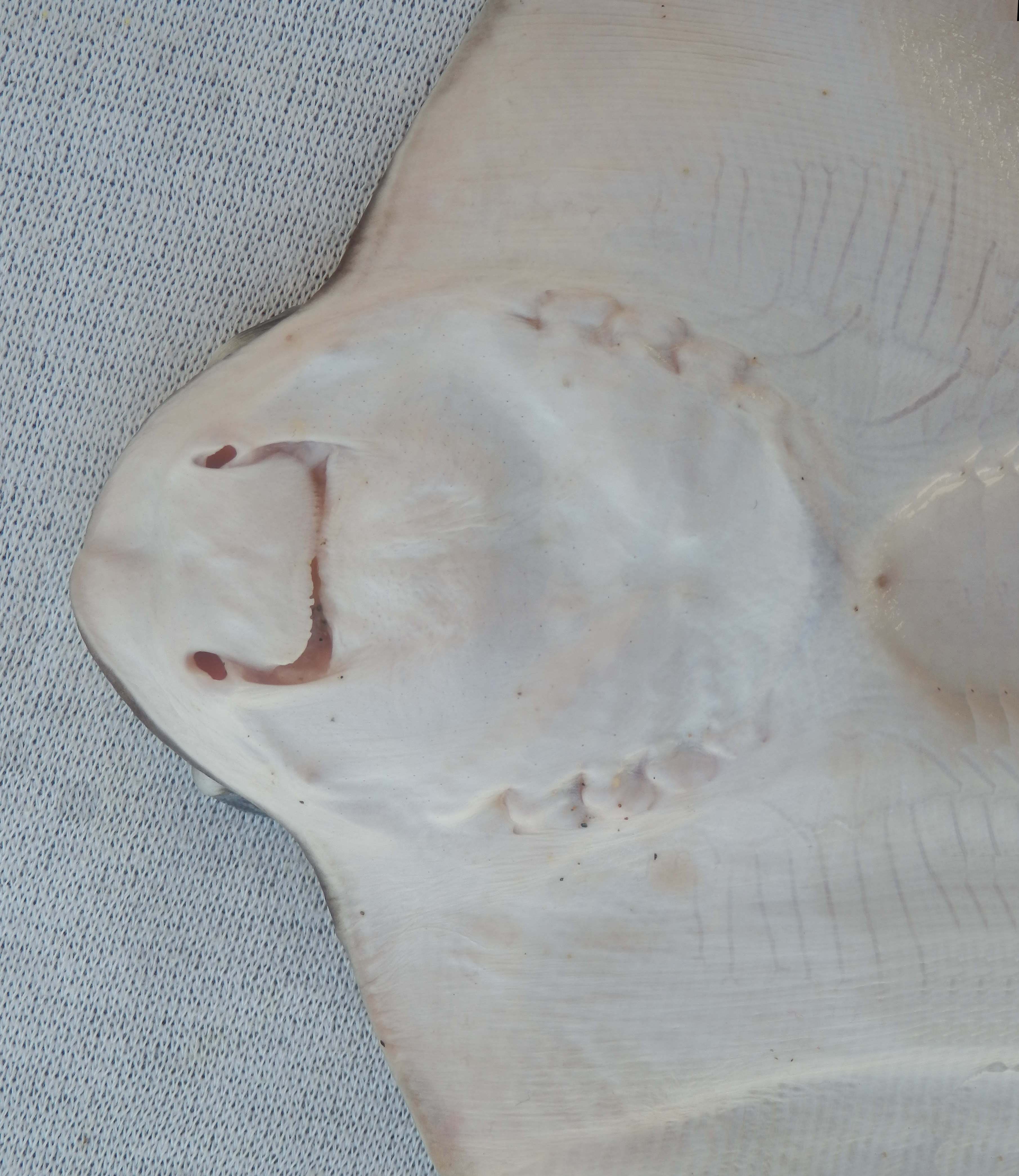 Bat Ray Mexico Fish, Birds, Crabs, Marine Life, Shells and