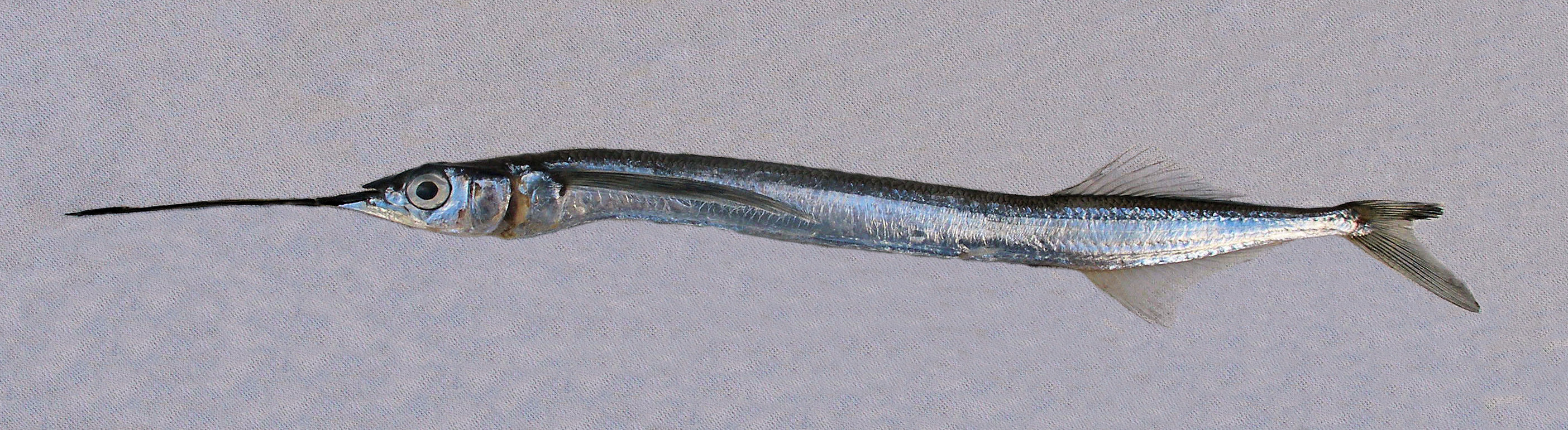 Ribbon Halfbeak Mexico Fish, Marine Life, Birds and Terrestrial Life