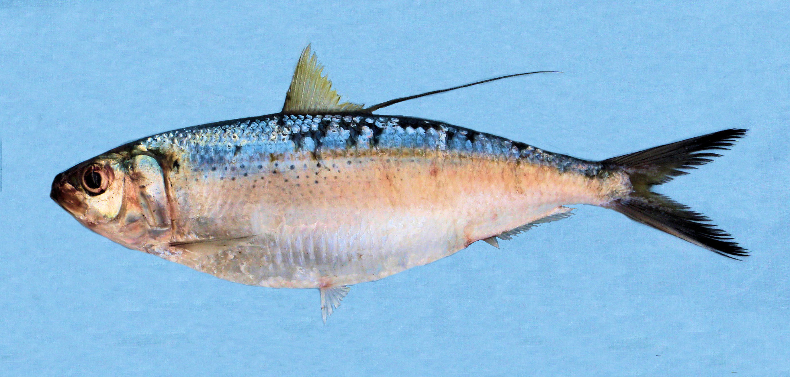 Middling Thread Herring Mexico Fish, Marine Life, Birds and