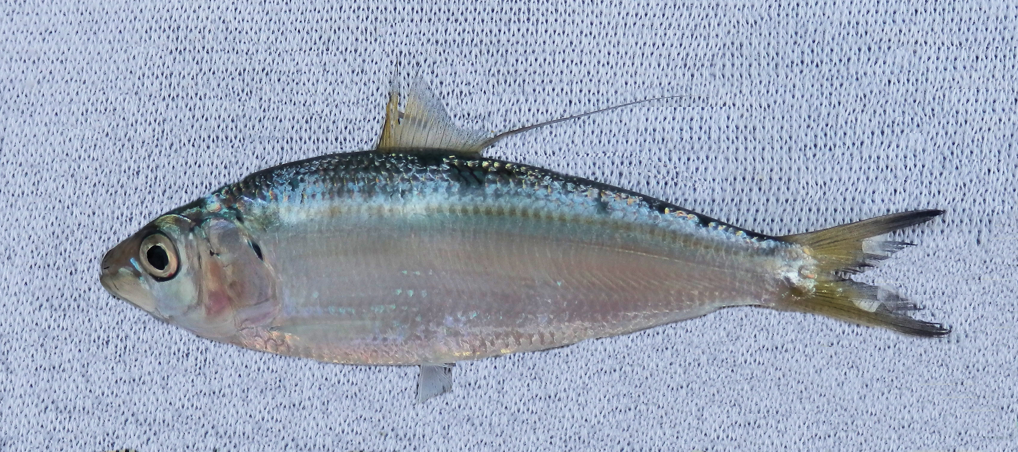 Middling Thread Herring Mexico Fish, Flora & Fauna