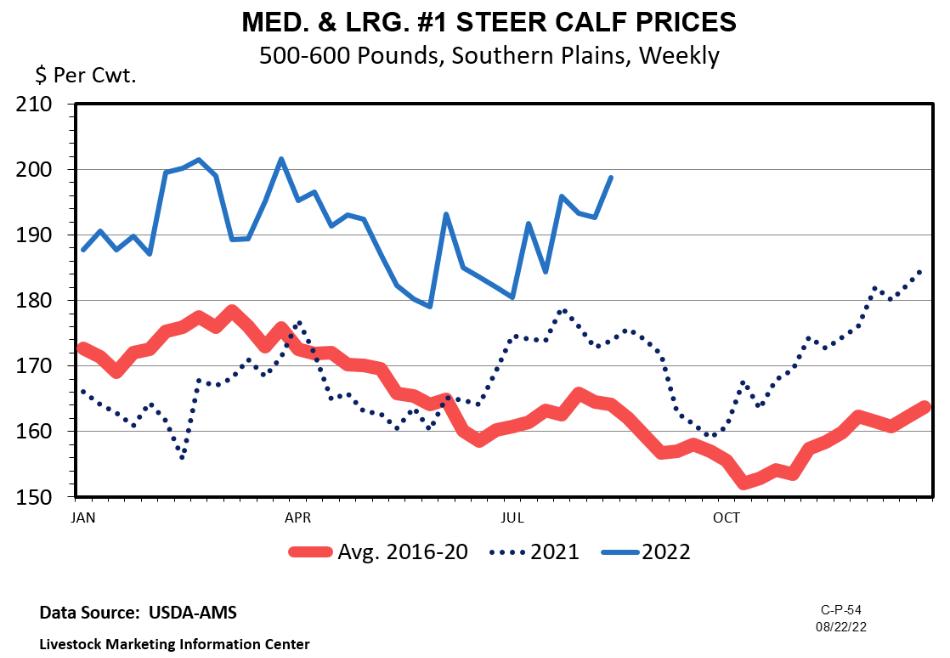 Feeder cattle prices gaining strength MexicanBeef®