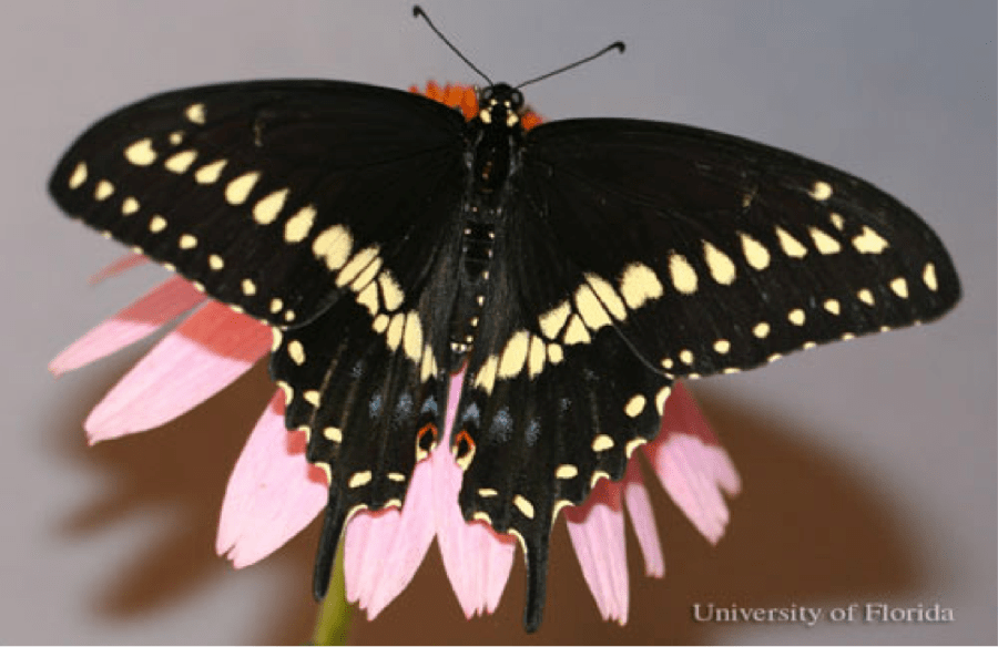 Life Cycle of the Black Swallowtail Butterfly (Papilio polyxenes