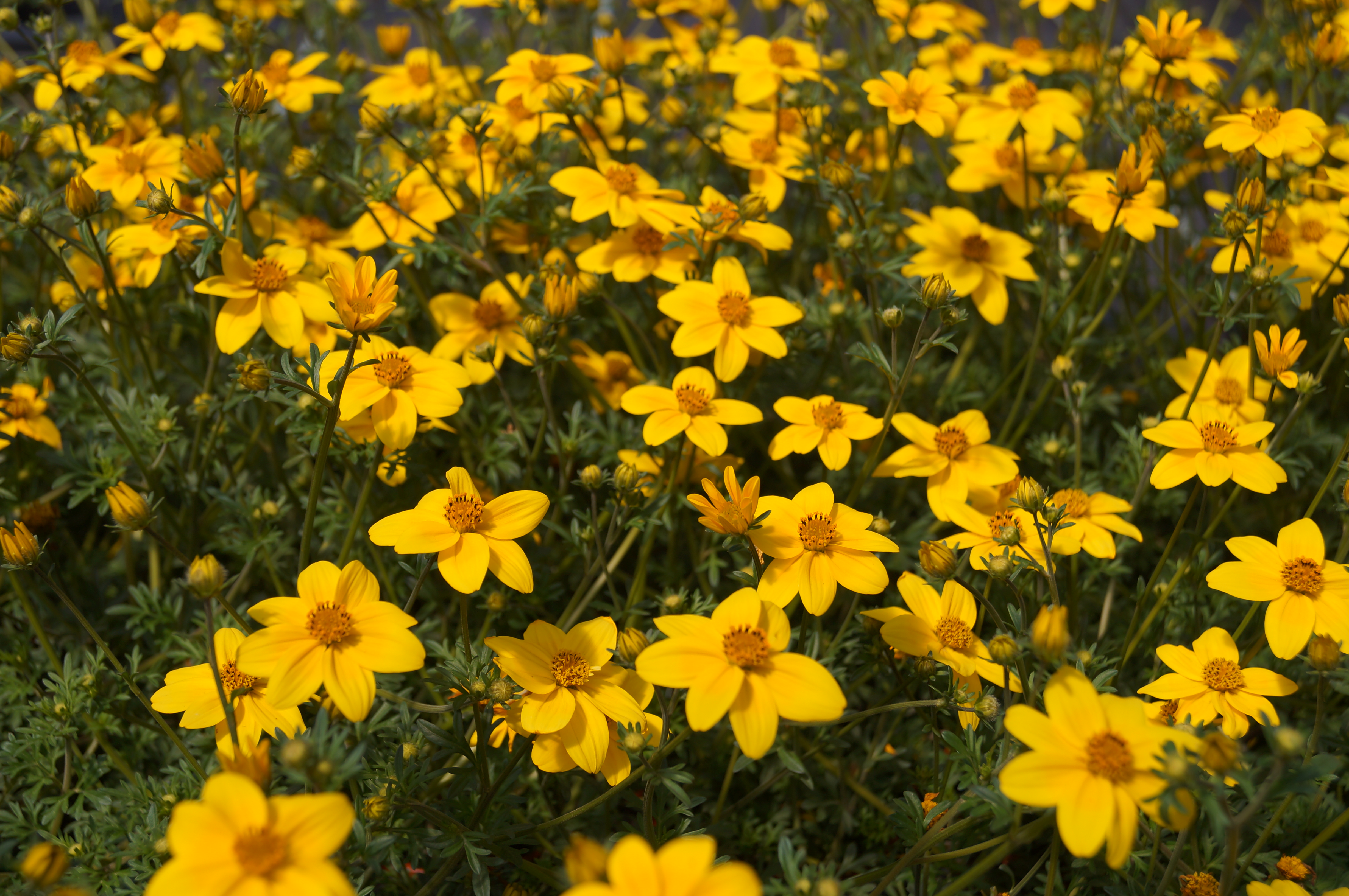 The common names beggarticks, black jack, burr marigolds, cobbler's pegs, spanish needles, stickseeds. BIDENS TRAILING | MG Webber West Country Grown Ltd.