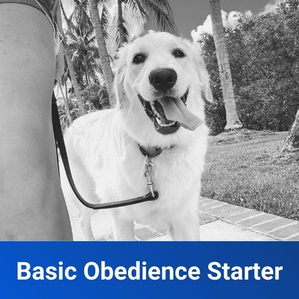 Basic Obedience Starter Off Leash K9 Training Miami