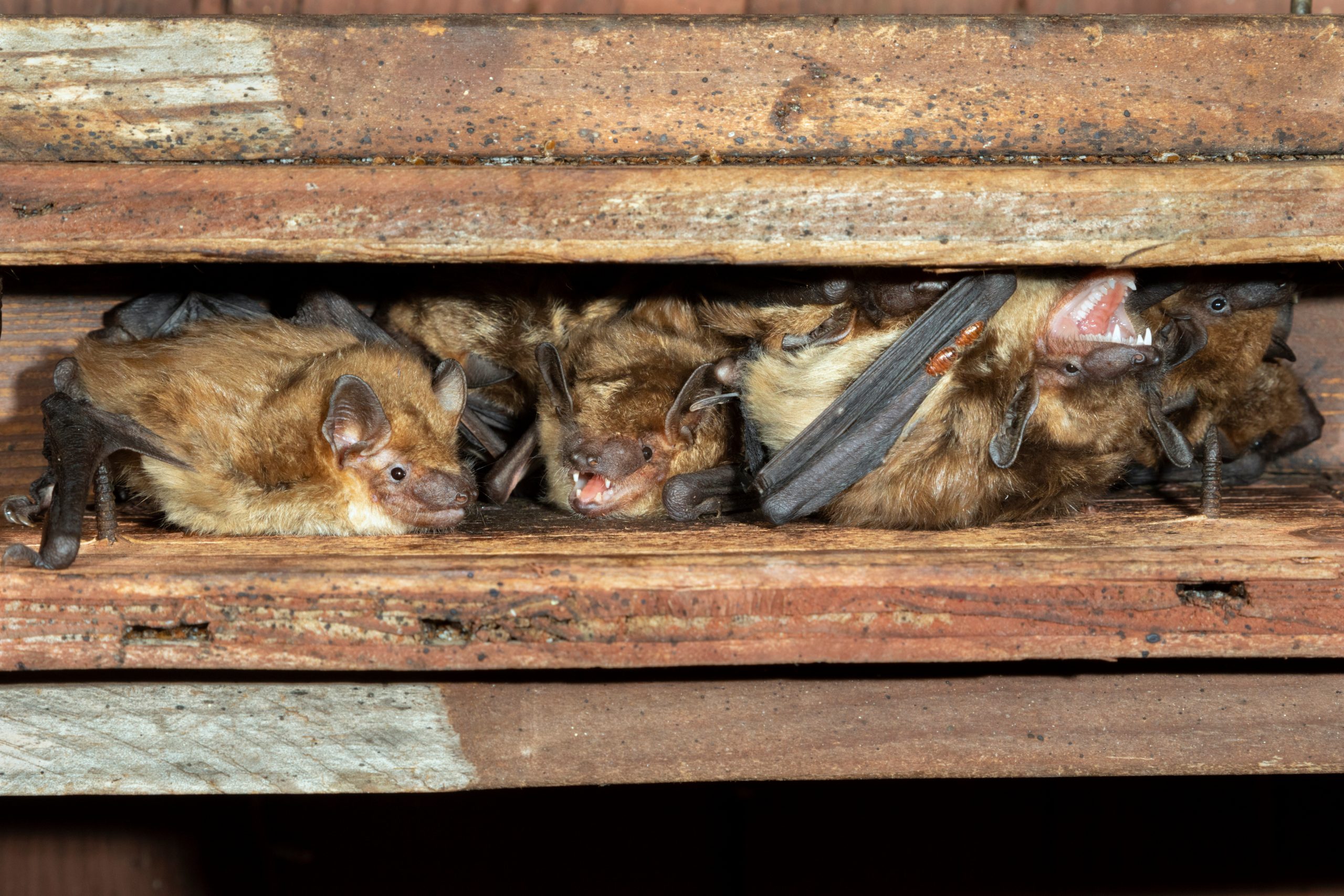Michigan Bat Control, Inc Pest Control, Animal Control, & Bird