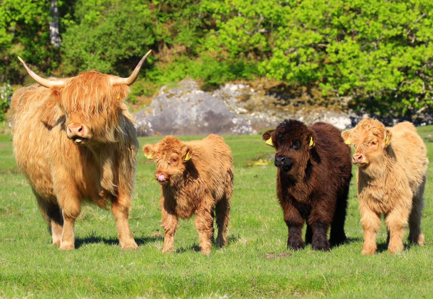 Highland Cow American Highland Cattle Association 2020 01 22