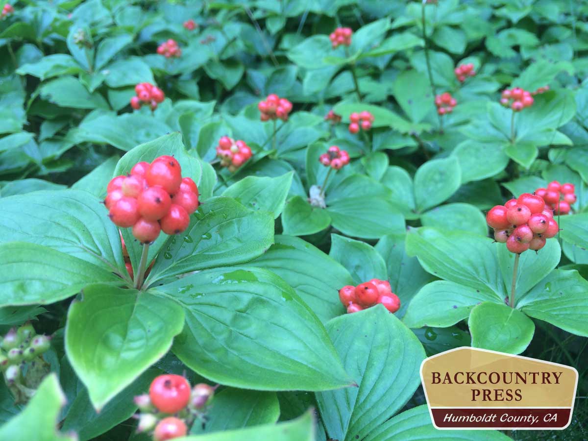 The Maine Woods Michael Kauffmann