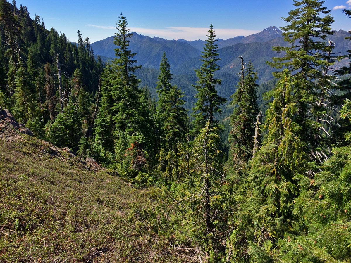 Yellowcedar in the Siskiyous Michael Kauffmann