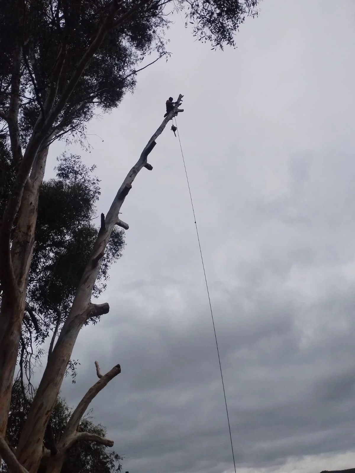 Tree Felling Cape Town Safe, Affordable & SameDay Quotes