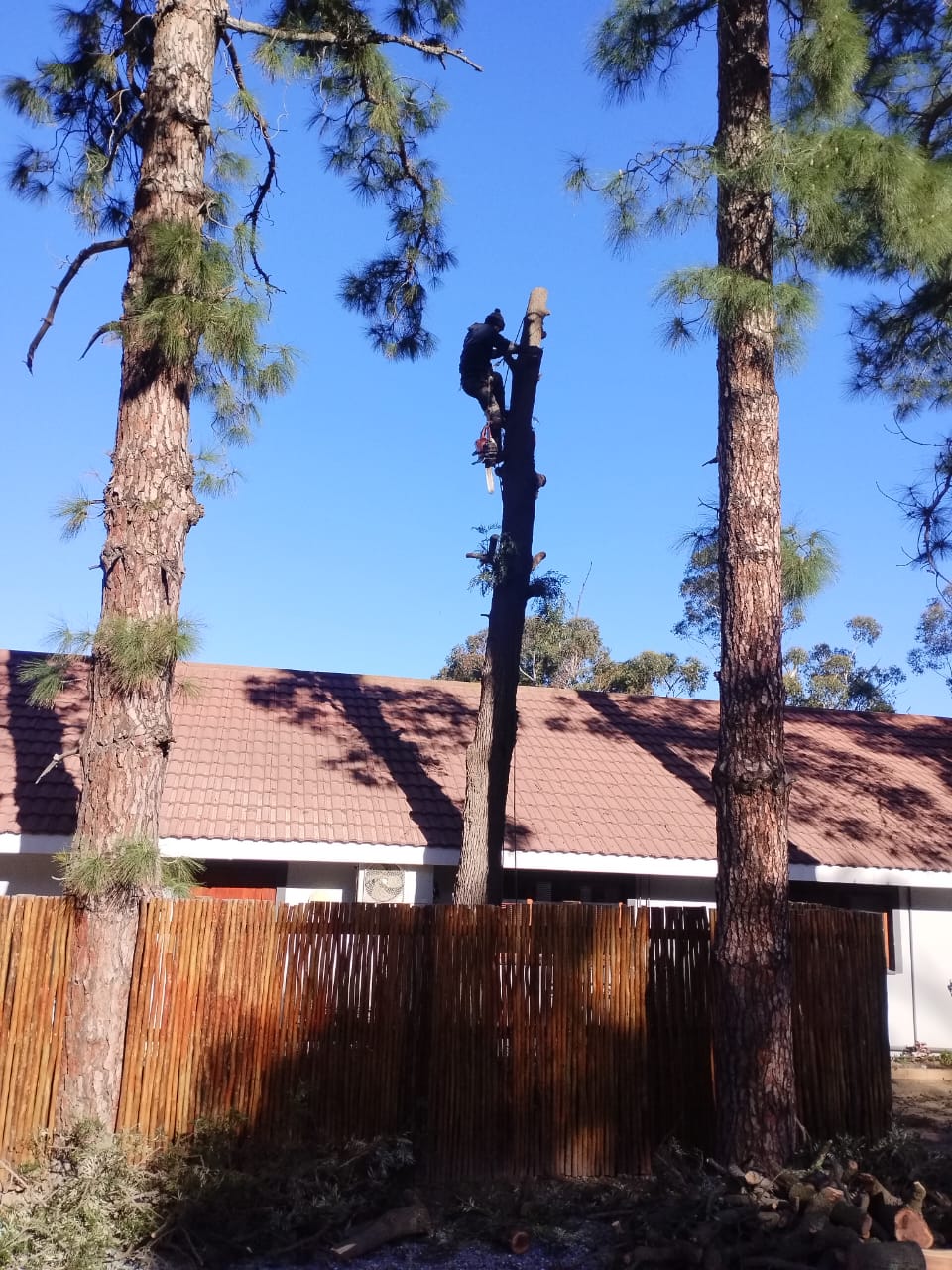 Tree Felling Cape Town Safe, Affordable & SameDay Quotes