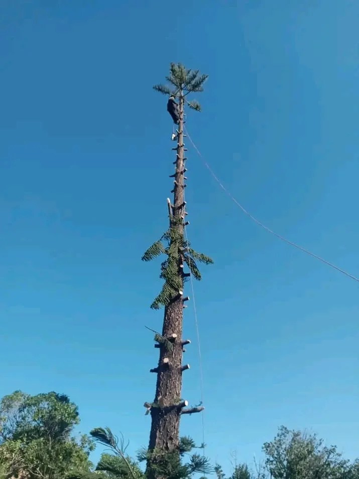 Tree Felling Cape Town Safe, Affordable & SameDay Quotes