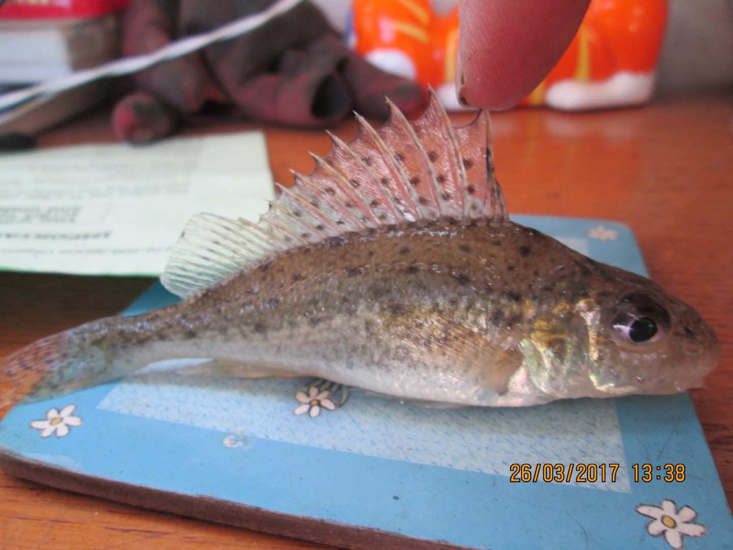 My first Zander Narrowboat fishing(015)