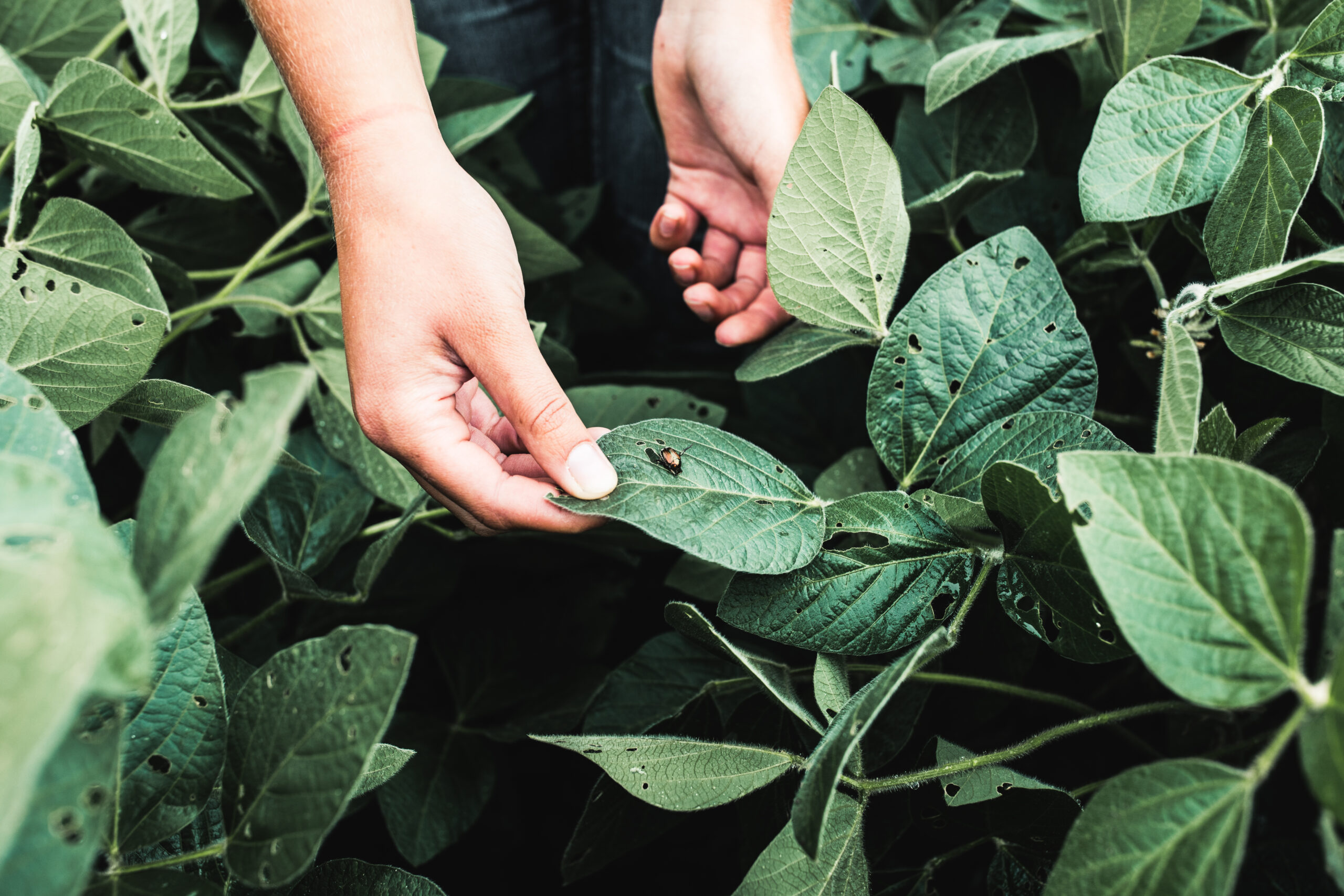 NonGMO Soybean Fungicide & Insecticide Options Michigan Agricultural