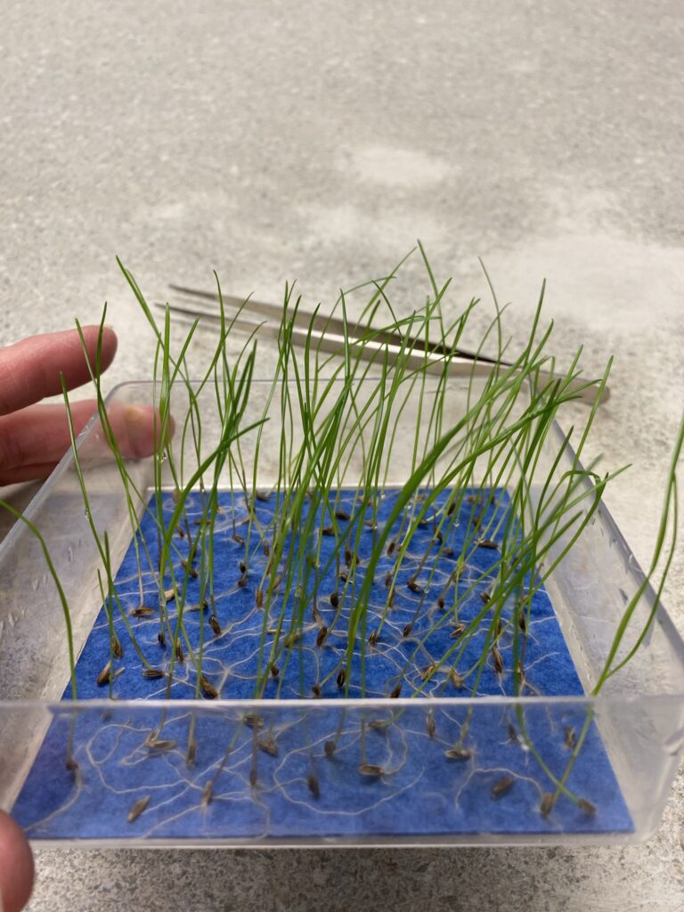 MCIA Grass Seed Testing