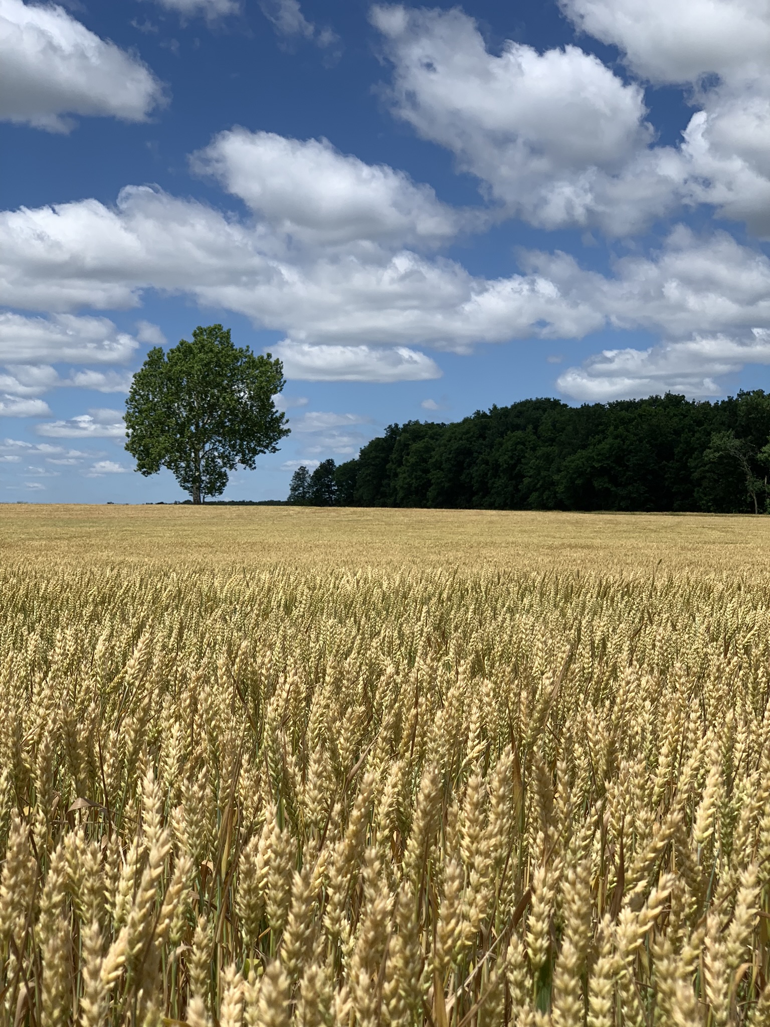 Two Red Wheat Lines Discontinued Michigan Crop Improvement Association
