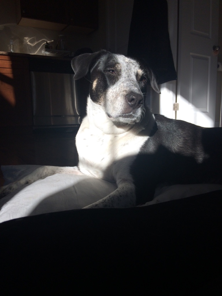 Gallery Michelle's Pet Sitting , Premier Pet Services In London