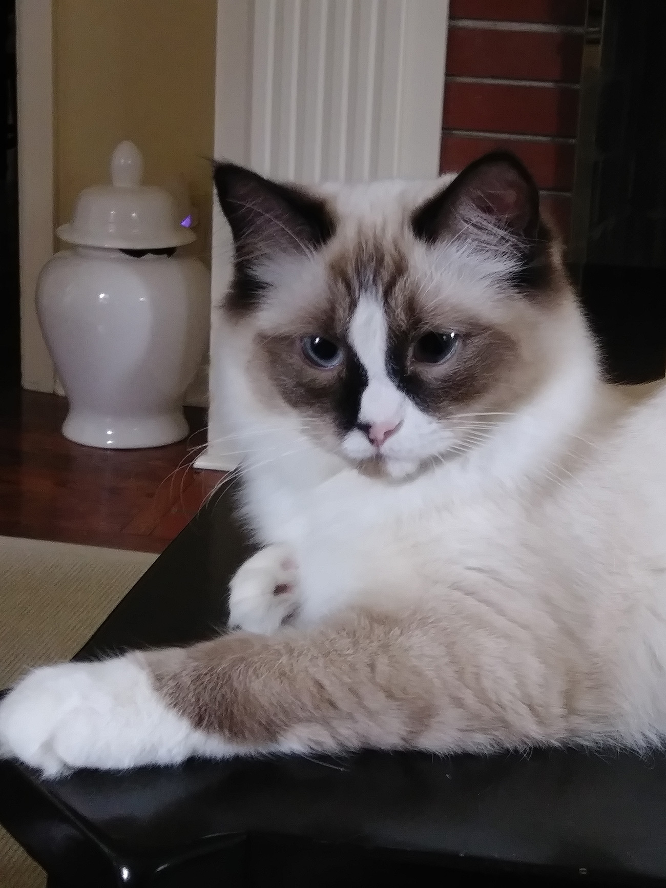 Gallery Michelle's Pet Sitting , Premier Pet Services In London