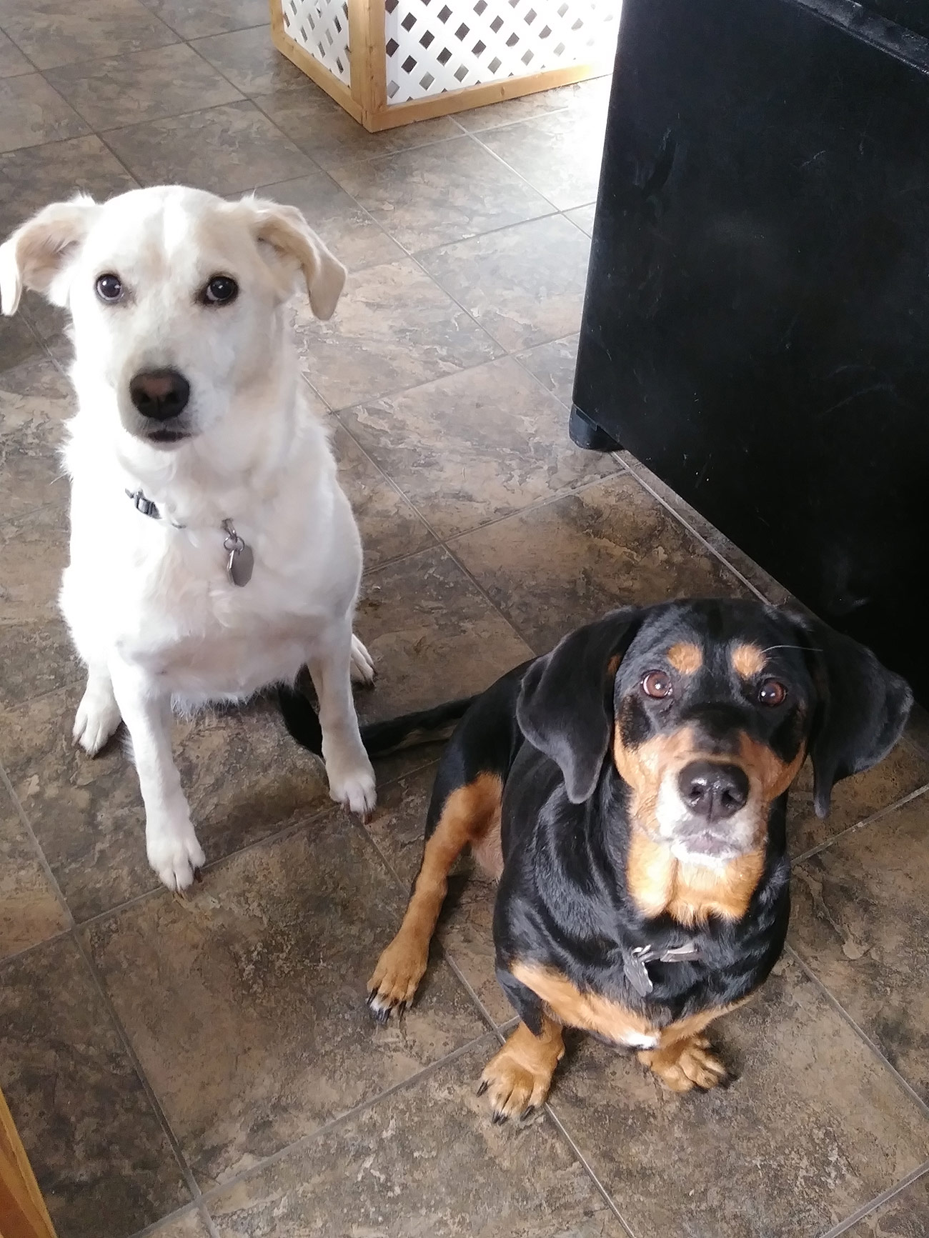 About Us Michelle's Pet Sitting , Premier Pet Services In London