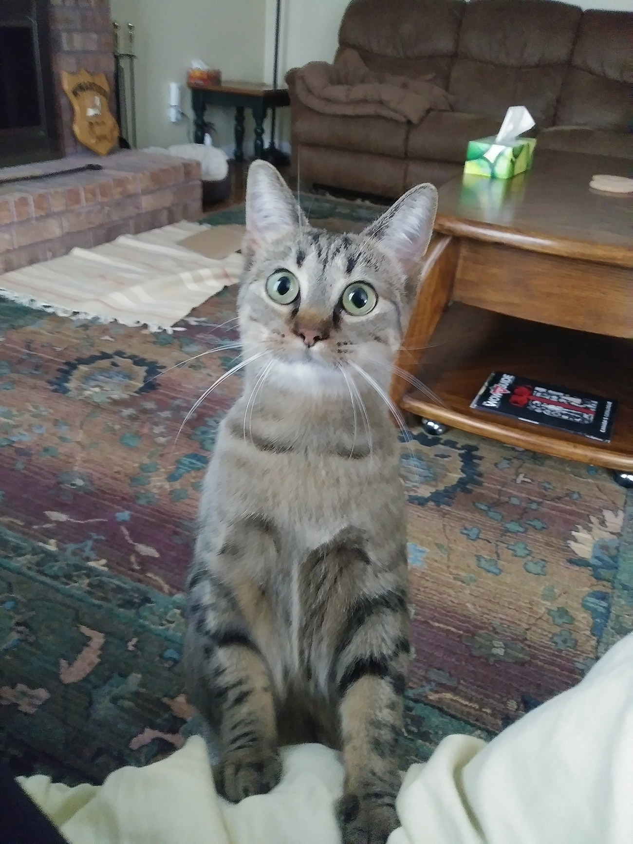 Gallery Michelle's Pet Sitting , Premier Pet Services In London